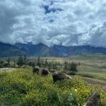 Full Spiritual Day with Wayra — Limpia, Coca Reading & Pago a la Tierra