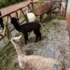 Sacred Valley Tour