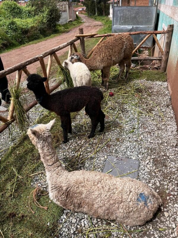 Sacred Valley Tour