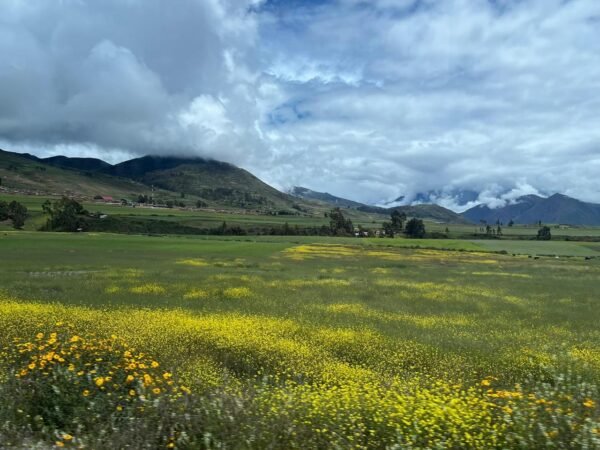 WhatsApp Image 2026-05-22 at 9.32.13 PM (2) Full Spiritual Day with Wayra — Limpia, Coca Reading & Pago a la Tierra